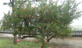 石榴树怎么剪枝视频,视频教程详解