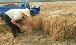 收麦子视频,收麦子视频背后的故事